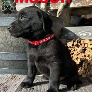 Mason, Black Labrador Retriever Puppy